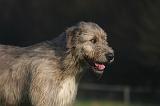 IRISH WOLFHOUND 227